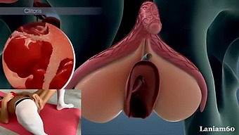 The Science Of Female Orgasm: Anatomy And Biology